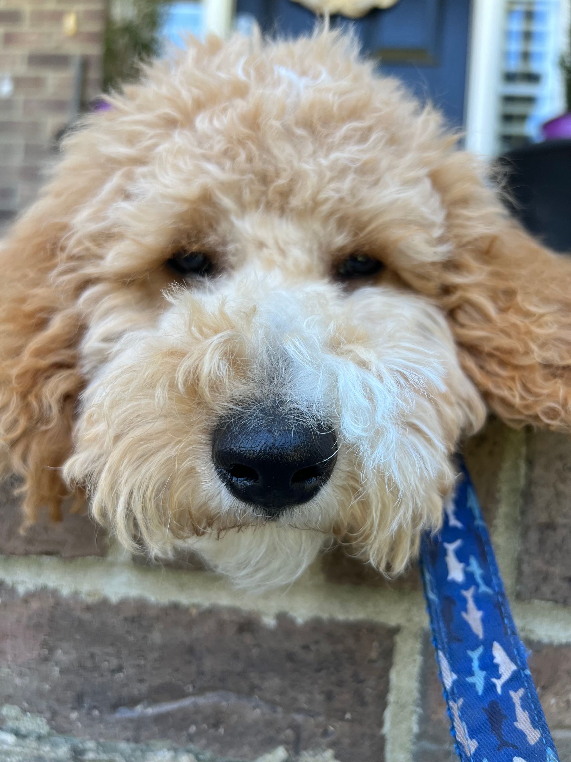 Golden doodle puppy, tan fur, rests chin on brick wall, blue leash.