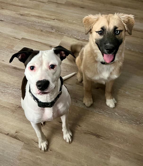 Two dogs sitting on a wood floor. One is black and white, the other is tan with a black muzzle.