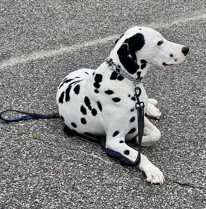 Dalmatian dog with black spots lying on gray pavement, looking to the right. Leash visible.