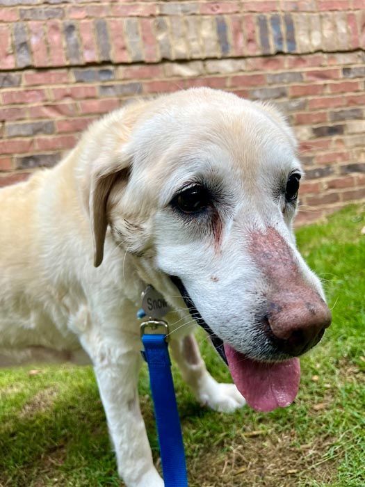 Smiling, senior yellow lab on leash; in front of a brick wall and grass.