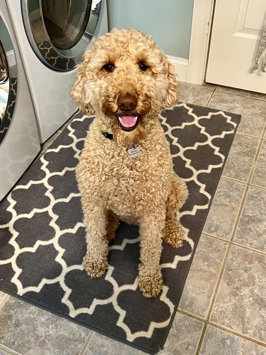 Golden-brown Goldendoodle dog sitting on a gray patterned mat near a washing machine, smiling with tongue out.