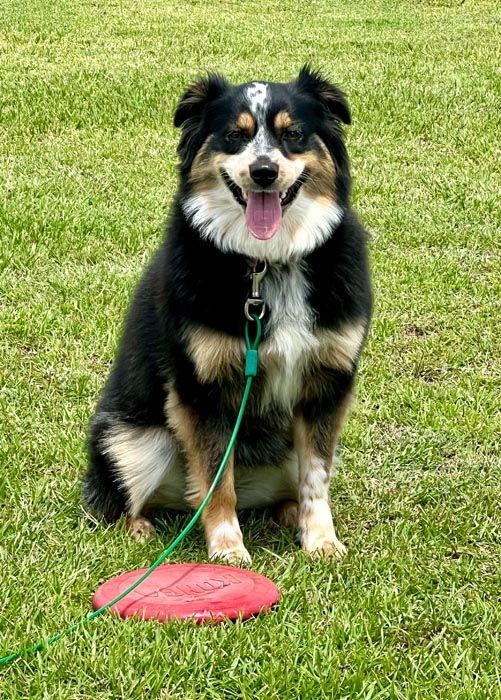 Black, tan, and white dog sitting on green grass with a red frisbee and leash, smiling.