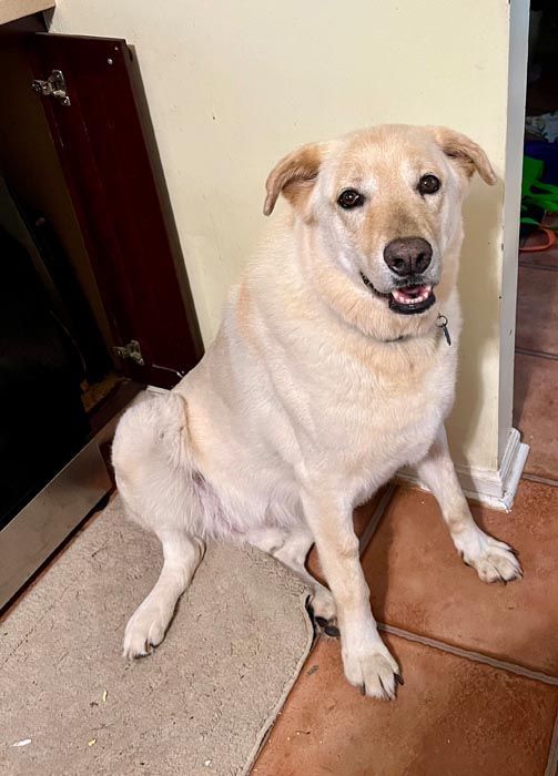 Yellow Labrador sits on a mat, looking at the camera with a happy expression. Indoor setting.
