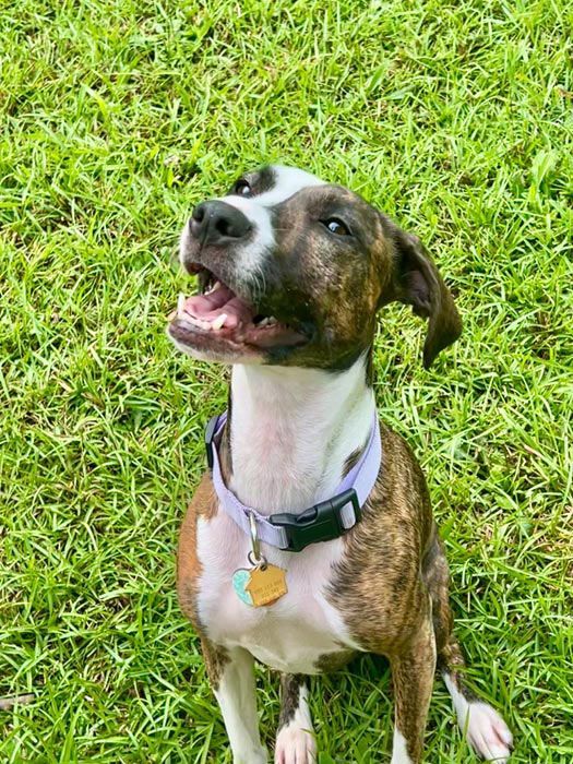 Dog with brindle and white fur, sitting on grass, looking up with an open mouth.