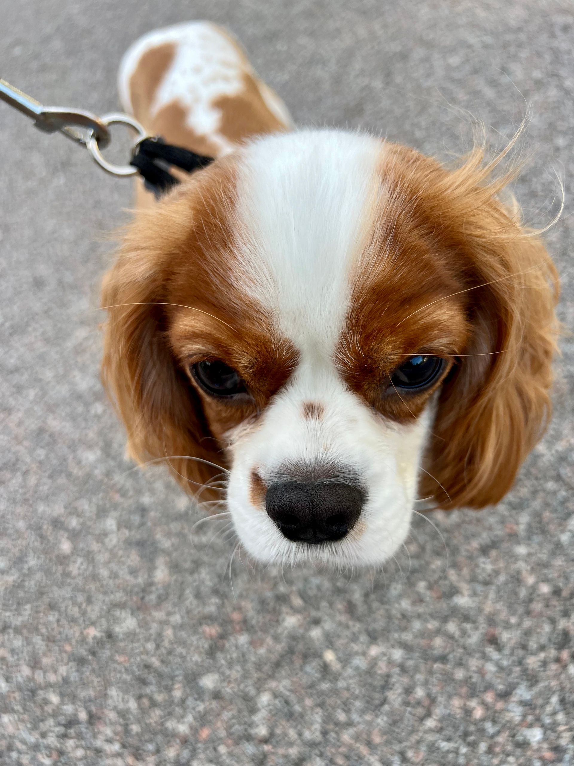 Cavalier King Charles Spaniel with brown and white fur looking up, on a leash.