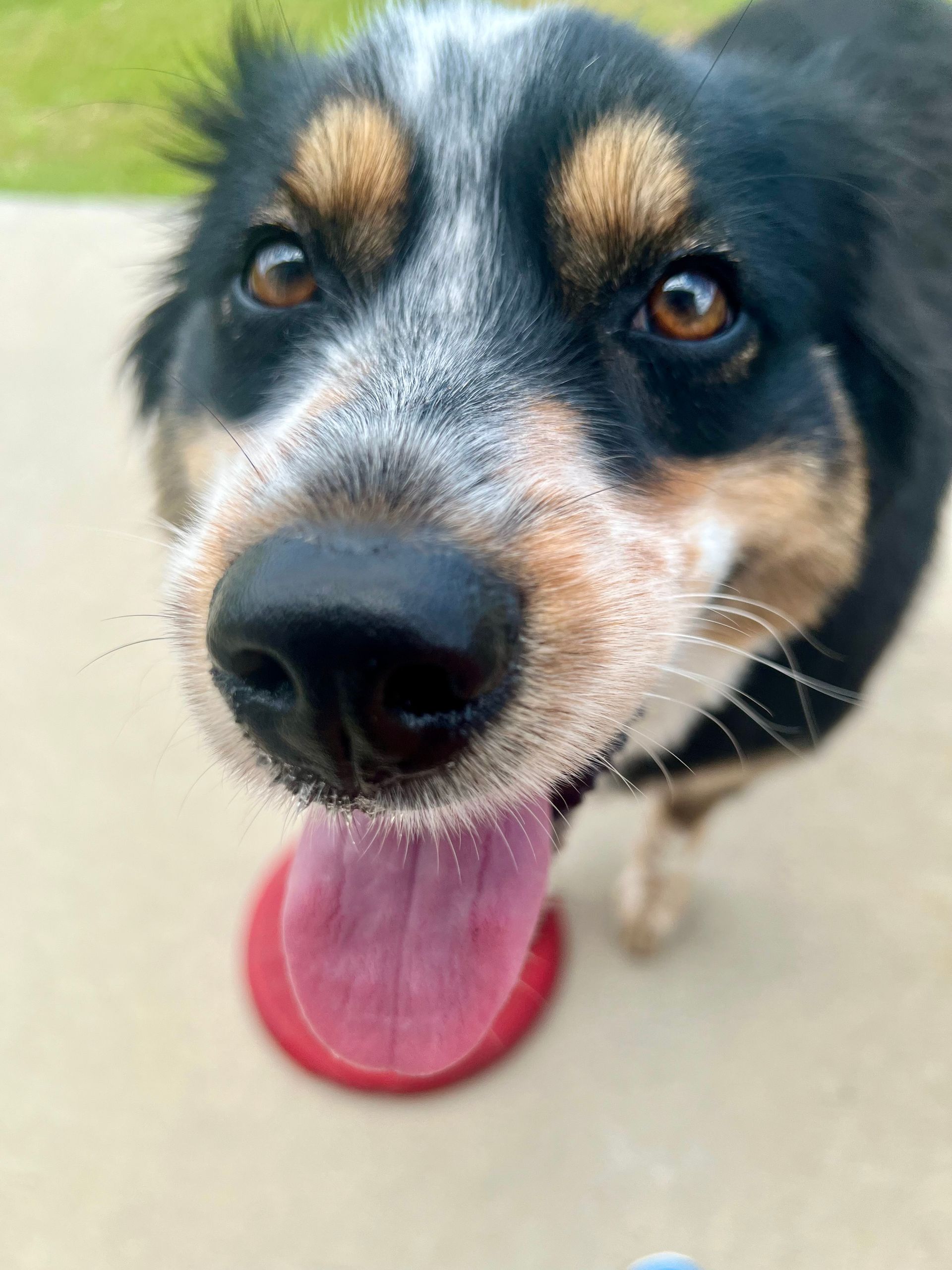 Close-up of a black and white dog with brown eyes and tongue out, looking at the camera.