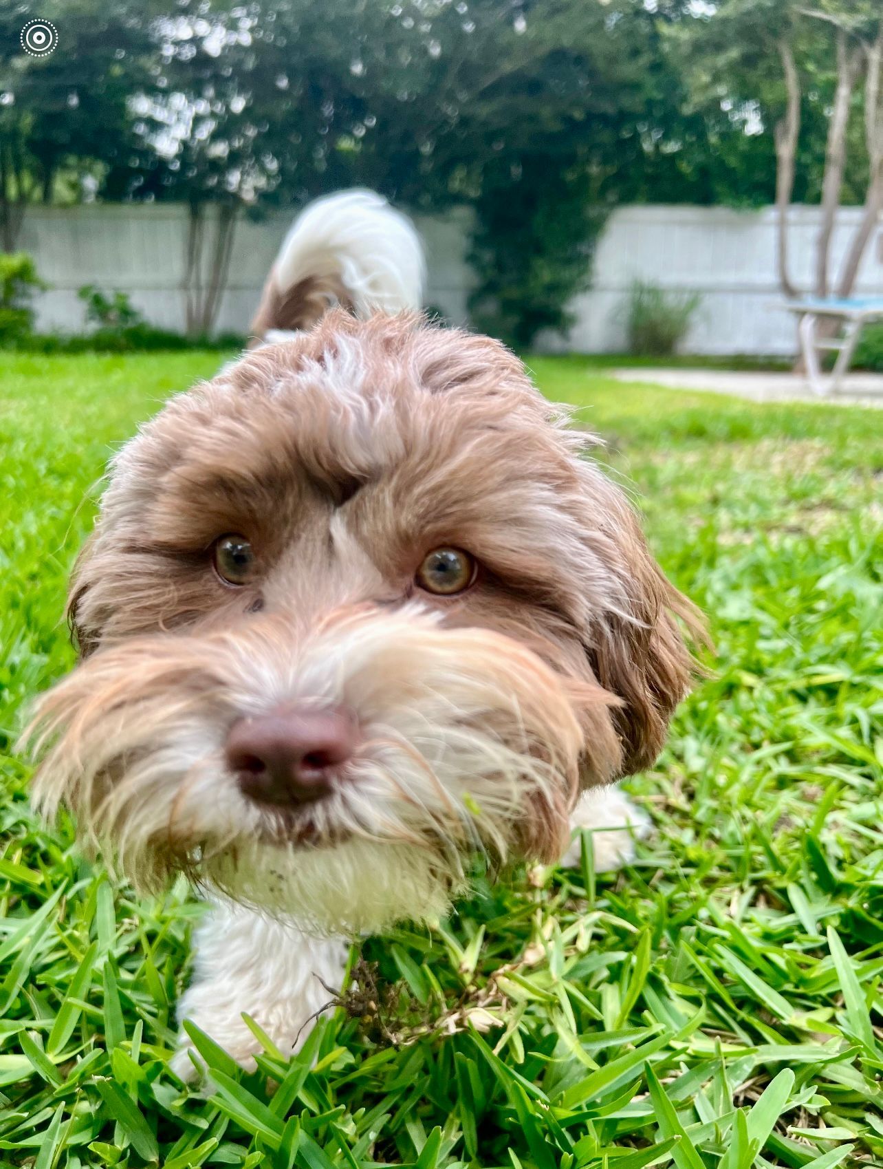 Brown and white dog in a grassy yard, looking toward the camera.