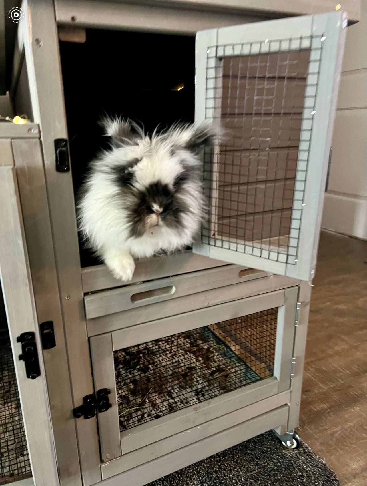 Fluffy black and white bunny in a gray wooden hutch, peeking out of the open door.