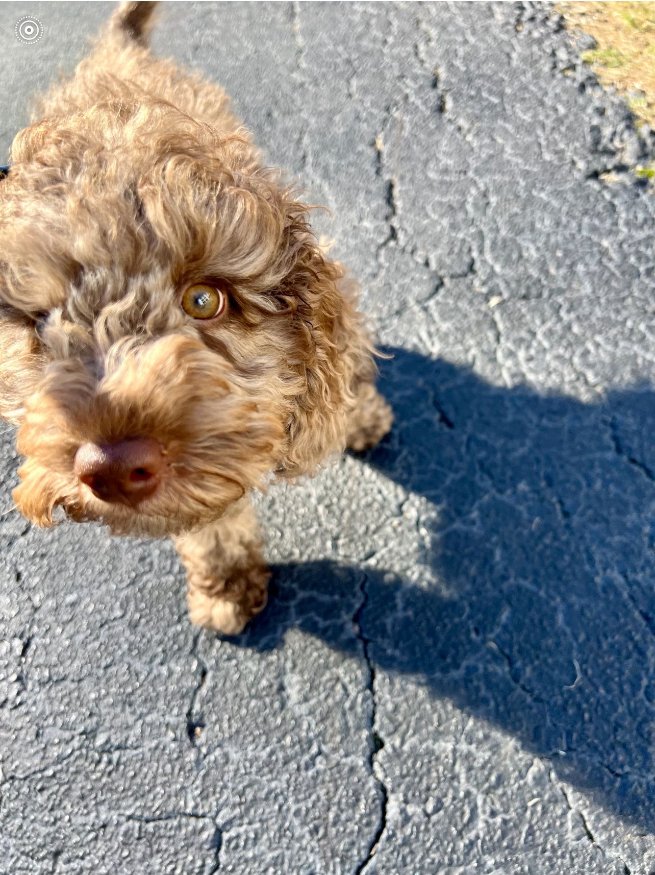 Brown, curly-haired dog looking up with one visible eye, on cracked asphalt, casting a shadow.