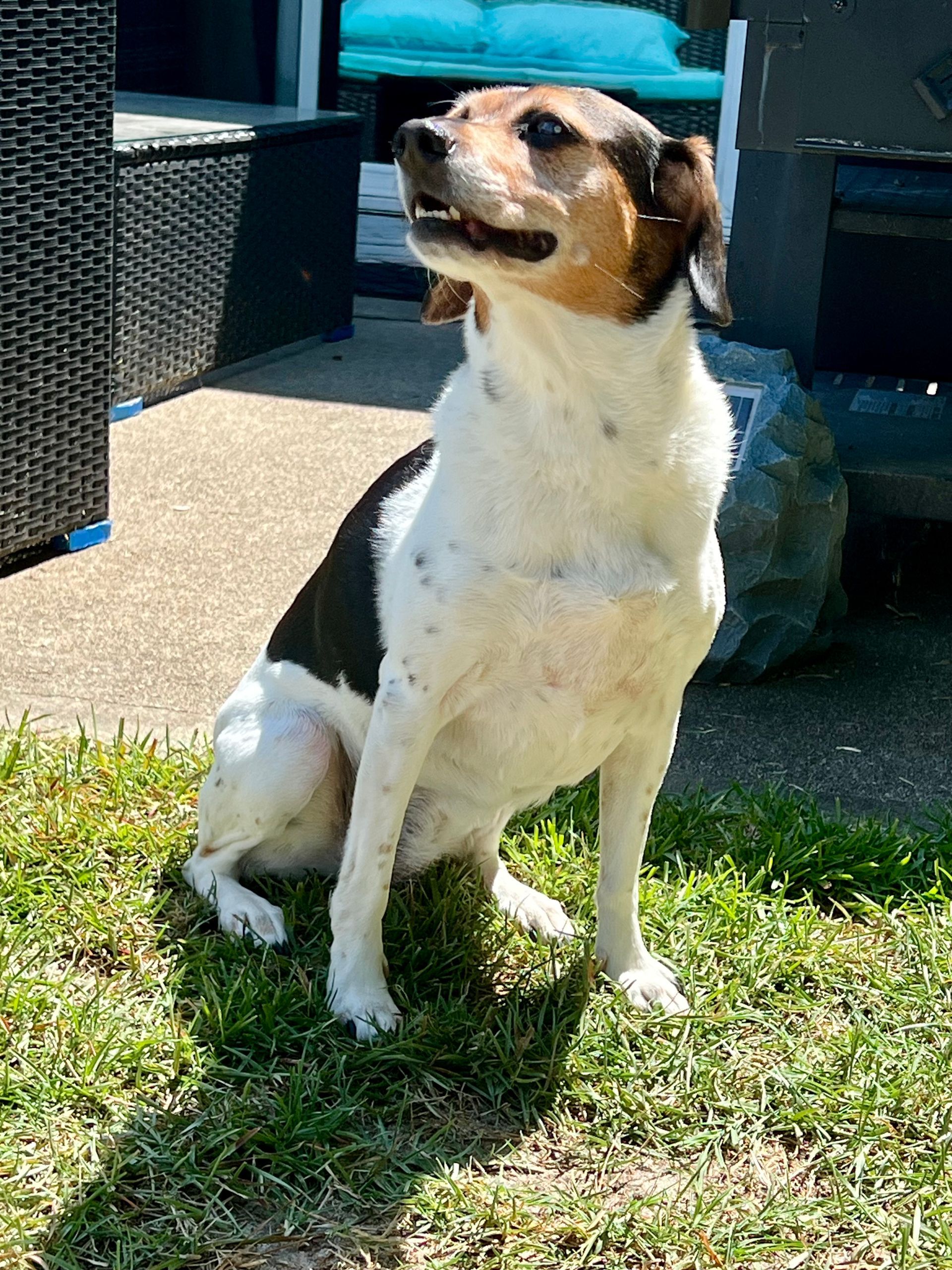 Dog with white, black, and brown fur sits on grass, looking up with mouth slightly open, outdoors.