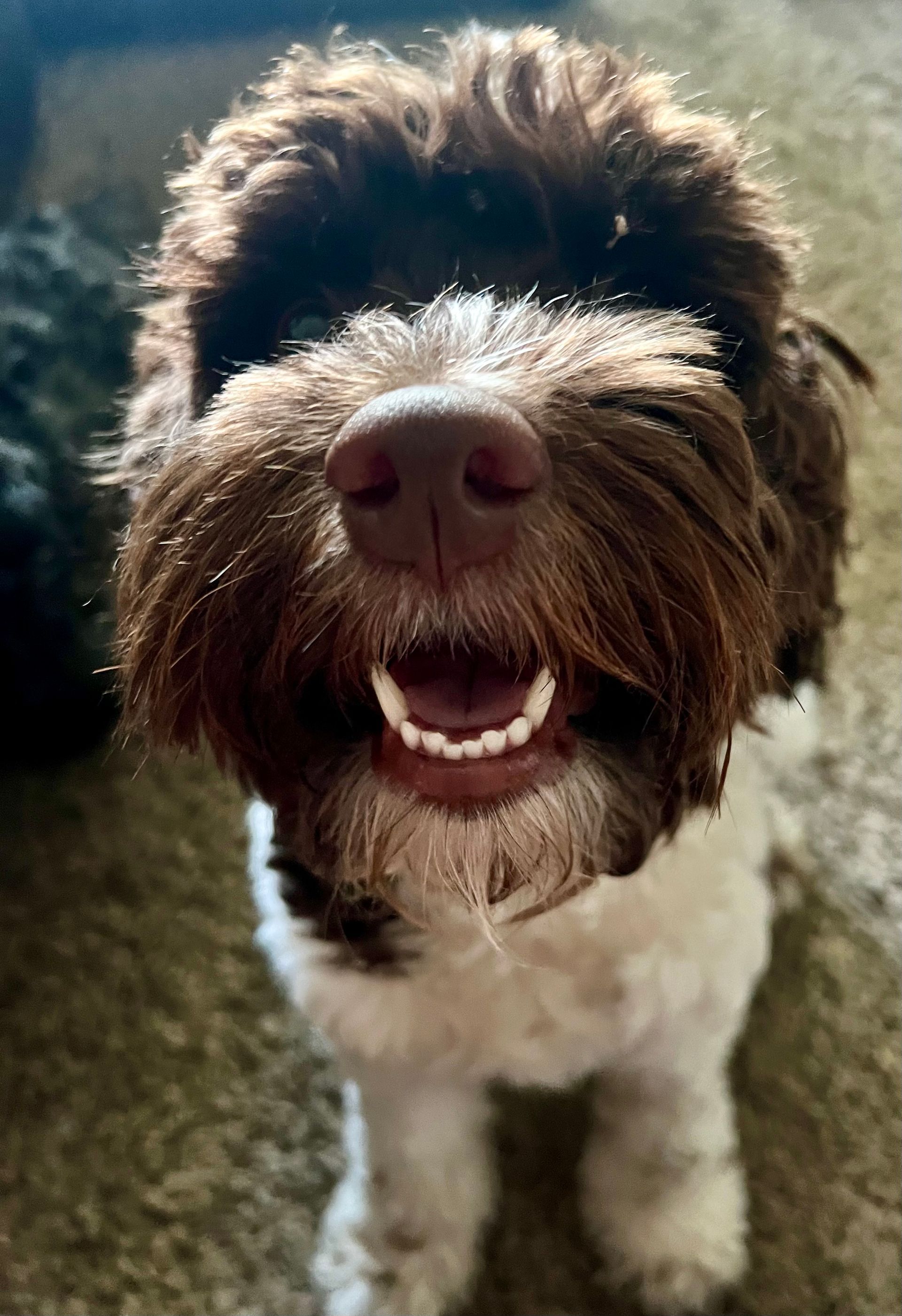 Smiling brown and white dog with shaggy fur, indoors.