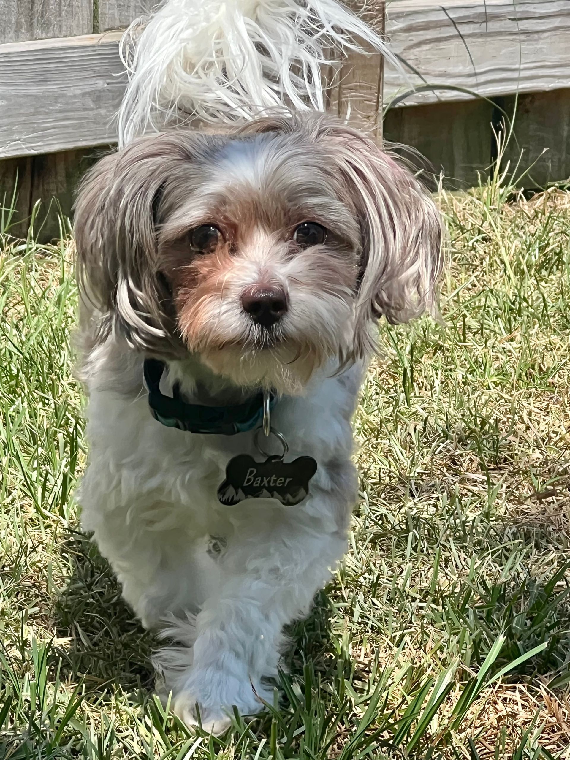 Small dog with a white and gray coat, wearing a collar with a name tag, walking in grass.