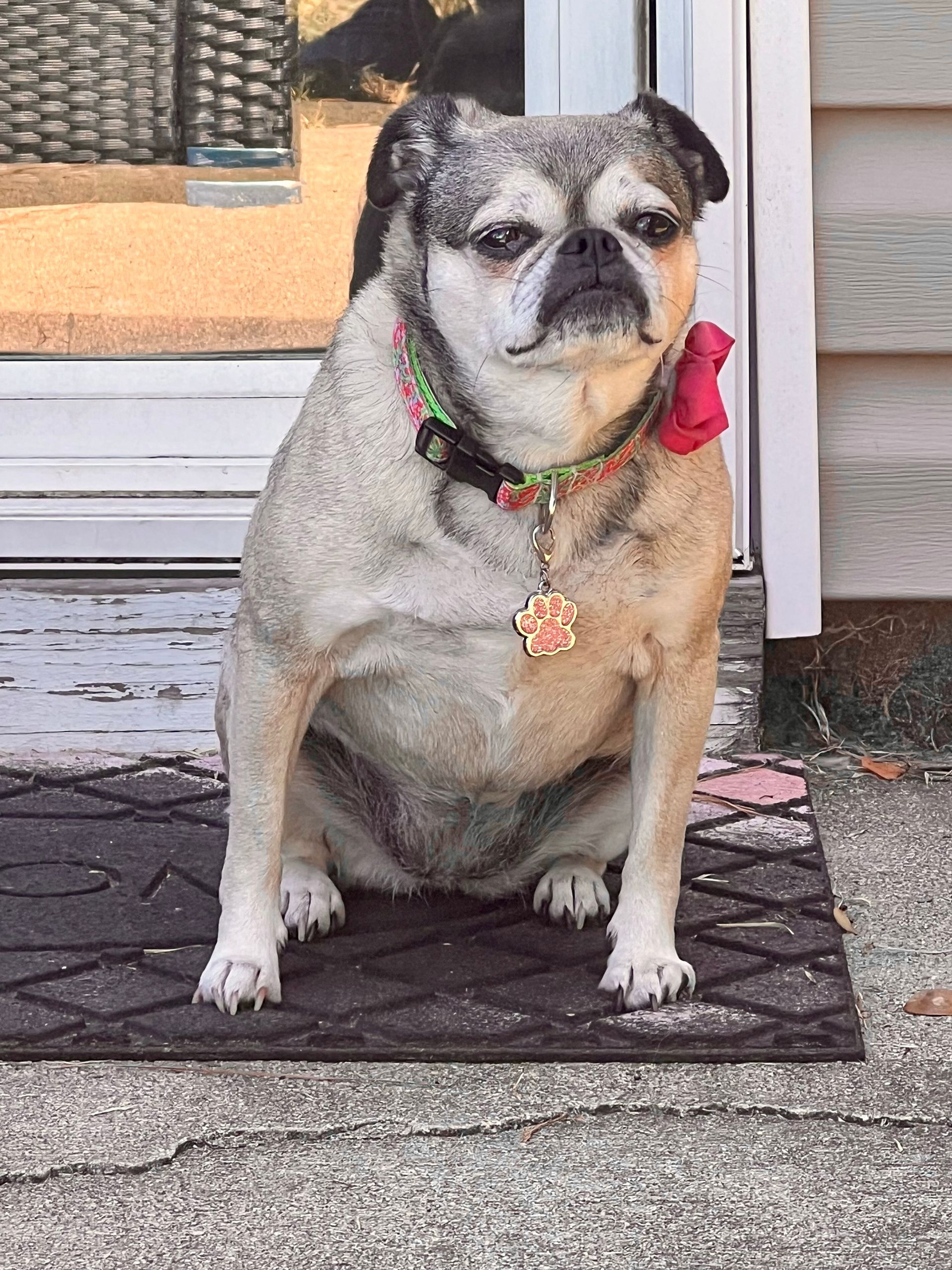 A pug sits on a doormat. It wears a collar with a pink bow. Light brown fur, serious expression.