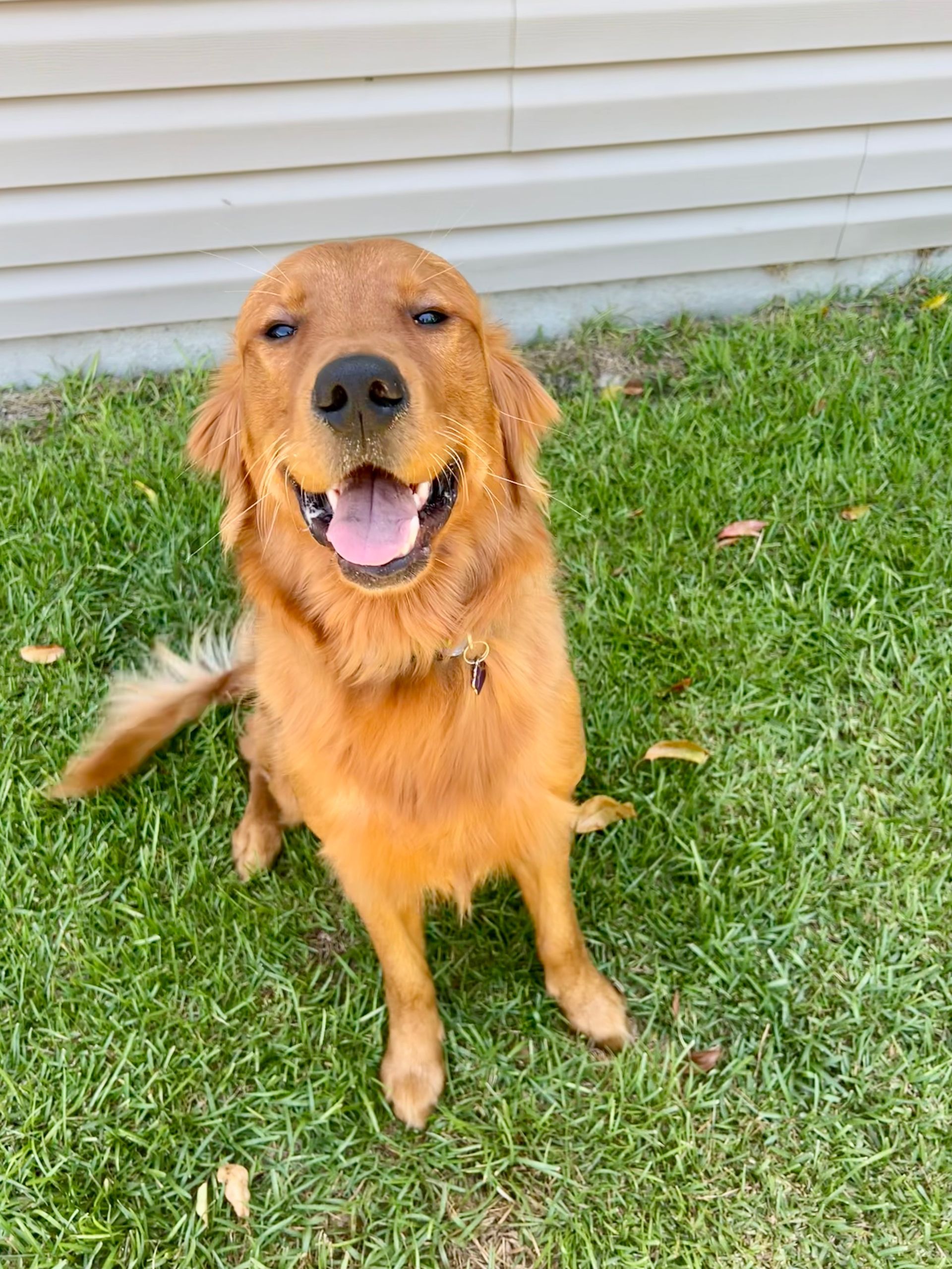 Happy golden retriever dog sitting on green grass, smiling.