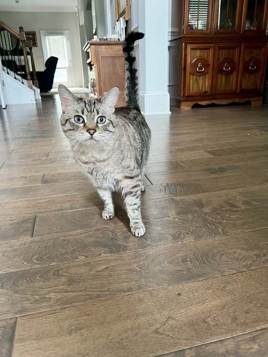 Cat with tabby markings stands on wooden floor, tail up, looking at the camera.