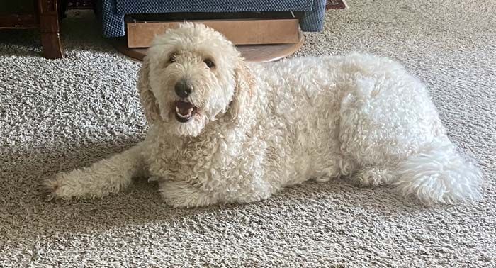 Golden doodle dog lying on a beige carpet with its tongue out, indoors.