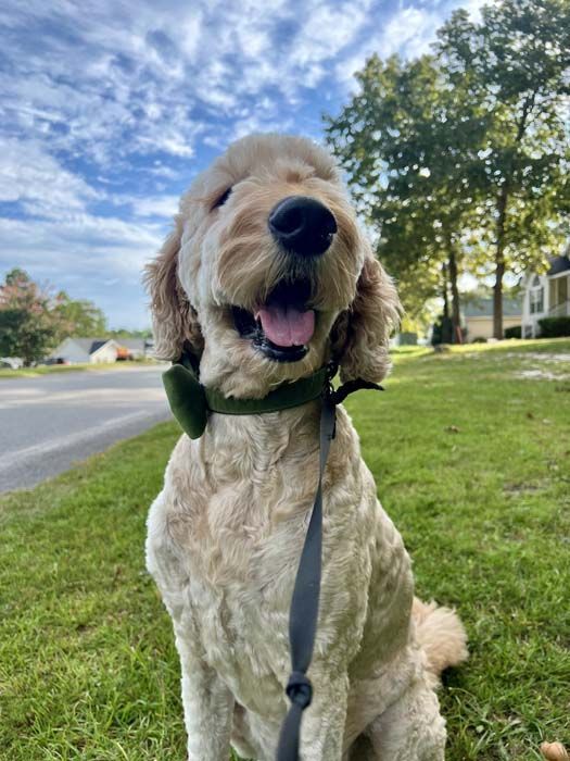 Happy golden doodle wearing a green collar sits on grass with tongue out, leash visible. Sunny day, houses in background.