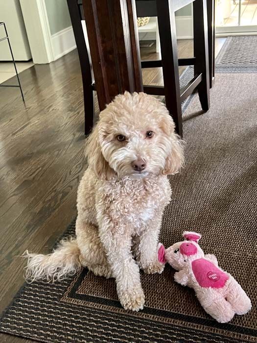 Beige Goldendoodle sits on a rug, looking at the camera, with a pink pig toy nearby.