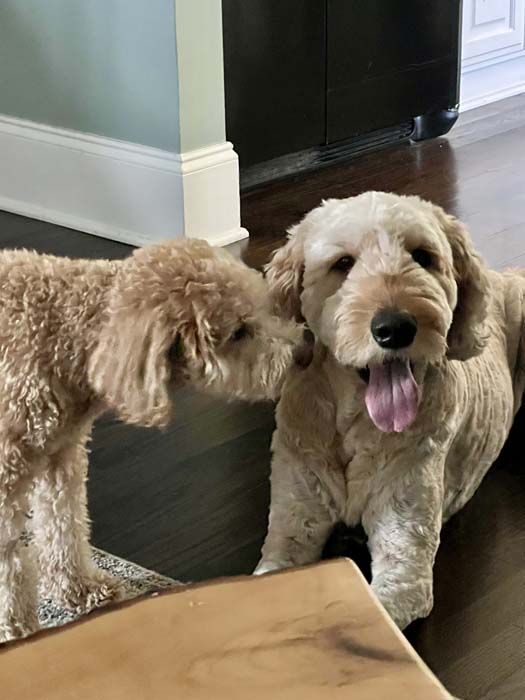 Two Goldendoodles, one licking the other's face, one with tongue out. Indoors.