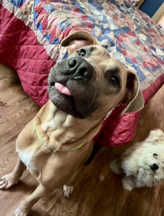 Tan dog with tongue out, looking up, and small white dog.
