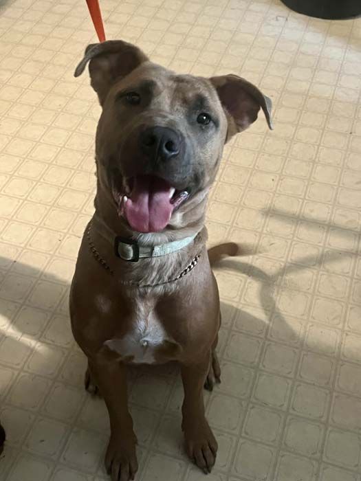 Smiling brown dog with pink tongue, wearing a collar and chain, sitting inside, leash visible.