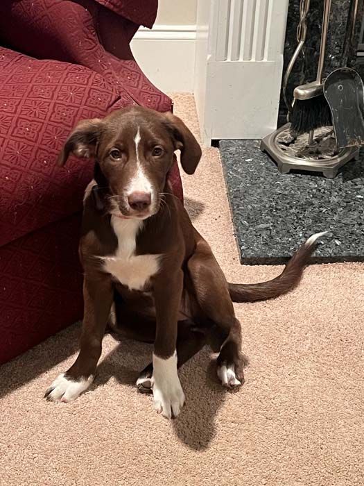 Brown puppy with white chest and paws sits on a beige carpet.