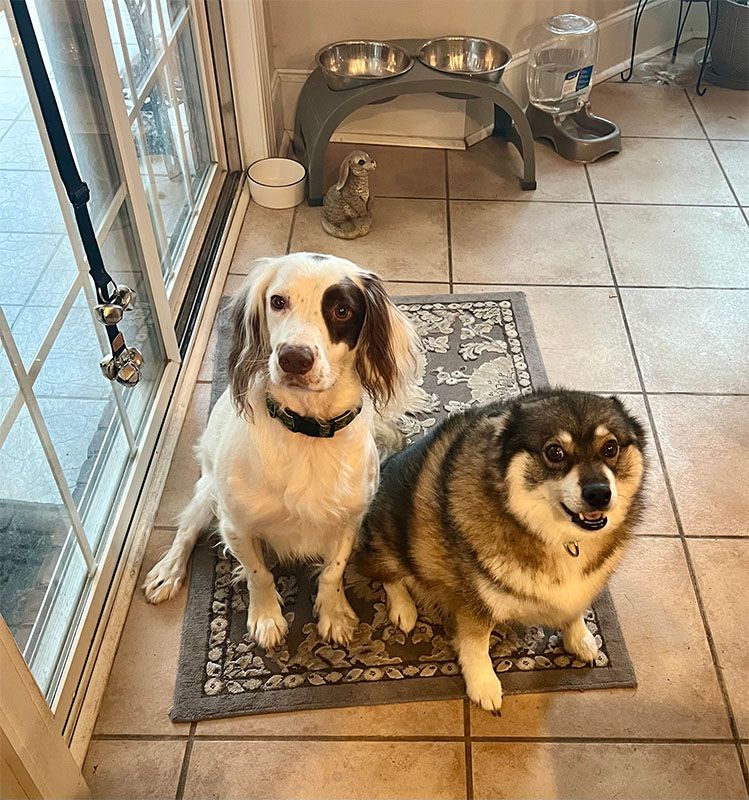 Two dogs sitting on a rug by a window, one white with brown spots, the other fluffy and brown.