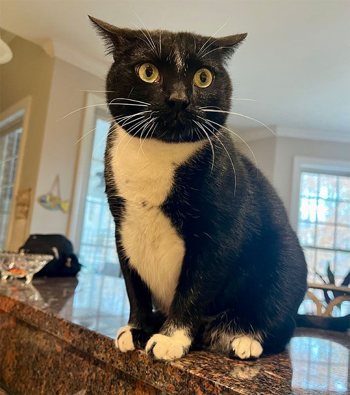 Black and white tuxedo cat sitting on a countertop, looking alert with ears perked.