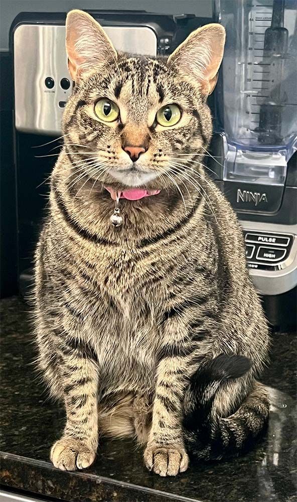 Tabby cat with pink collar sits upright on a countertop near appliances.