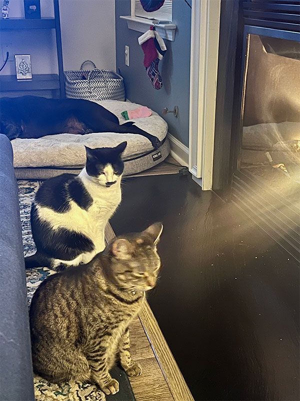 Two cats and a dog near a fireplace. Black and white cat looks toward the camera, brown tabby looks right.