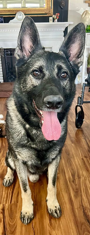 A silver and black German Shepherd dog sitting on a wood floor, panting with tongue out.