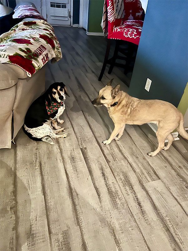 Two dogs face each other on a wood floor, one black and white, the other tan.