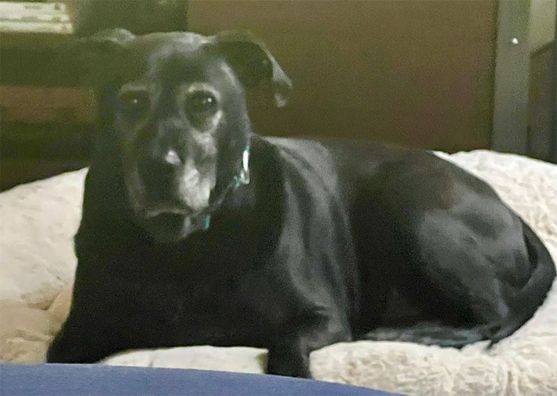 Black dog with gray muzzle resting on a fluffy white bed, looking at the camera.