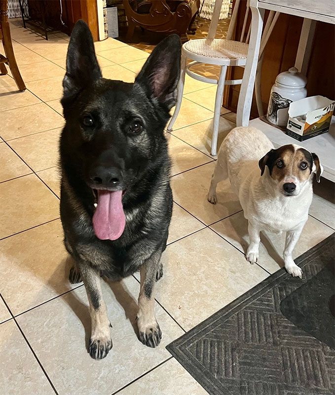 Two dogs sit on tile floor; a black and gray German Shepherd, and a small white and brown Jack Russell terrier.