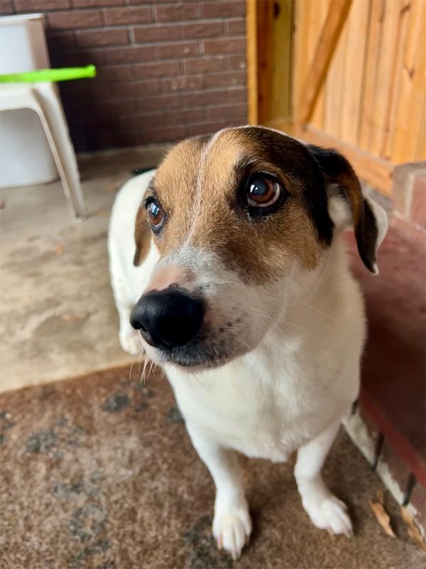 Dog with brown and black markings, looking up with soulful eyes, on a porch.