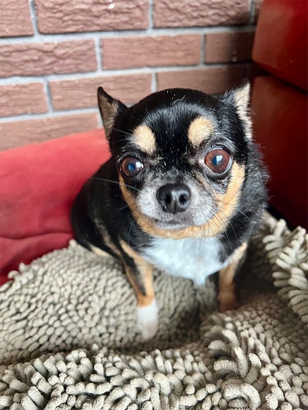 Black, tan, and white Chihuahua sits on a textured rug, looking forward with a curious expression.