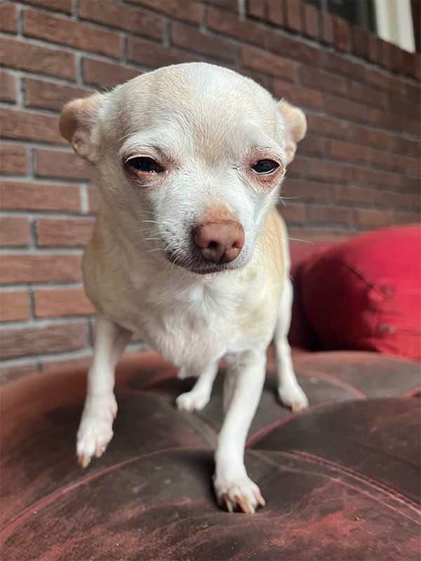 Chihuahua with tan and white fur, standing on a red cushion, with a brick wall in the background.
