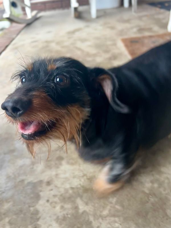 Black and tan wire-haired dachshund with mouth open, blurred motion.  Outdoor setting on concrete.