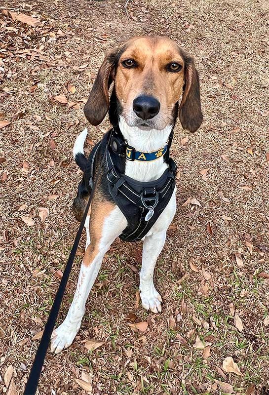Tan, black, and white dog sits outdoors, wearing a harness and collar. Brown eyes, floppy ears, on a leash.
