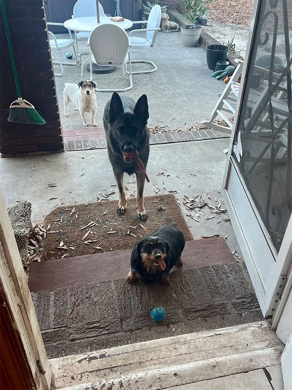 Three dogs on porch steps; one black, one dachshund-mix, and one white/brown. The dachshund-mix has a ball.