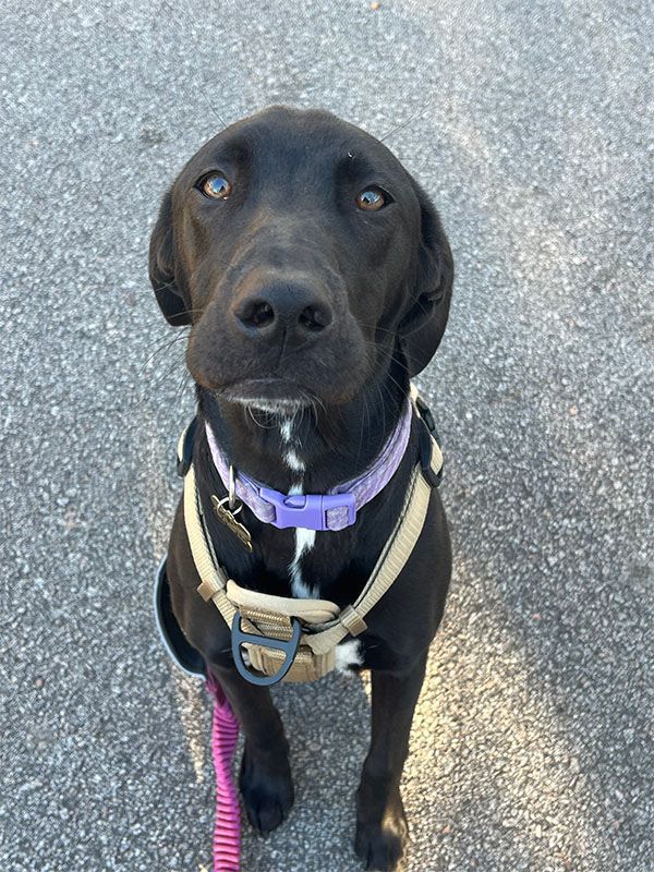 Black dog with white chest markings, wearing purple collar and tan harness, looking up.