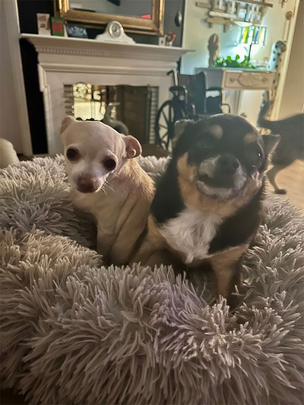 Two small dogs snuggled in a fluffy gray bed. One is tan, the other black and brown.