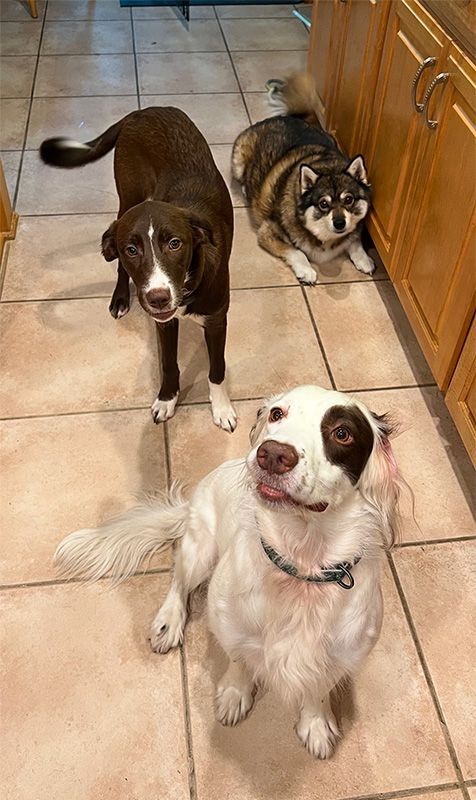 Three dogs in a kitchen; brown standing, husky laying, white with brown eye sitting, looking up at camera.