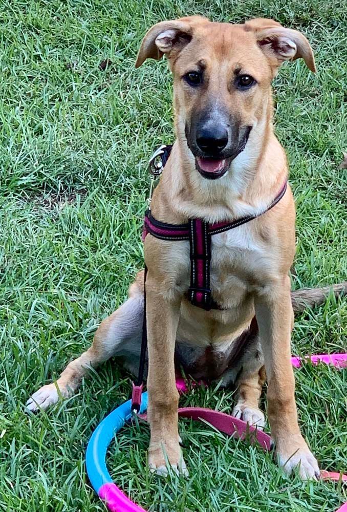 Tan dog with black muzzle sits on grass, wearing harness, and smiling.