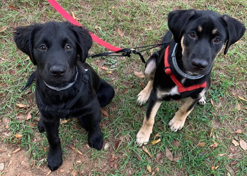 Two young dogs on leashes sitting on grass. One is solid black, the other black with tan markings.