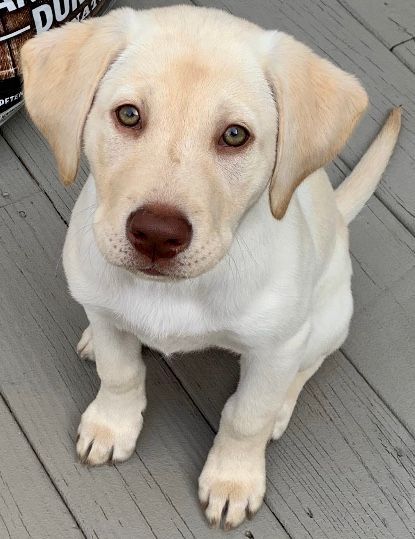 Yellow Labrador puppy with brown nose and light eyes sits on wooden deck.