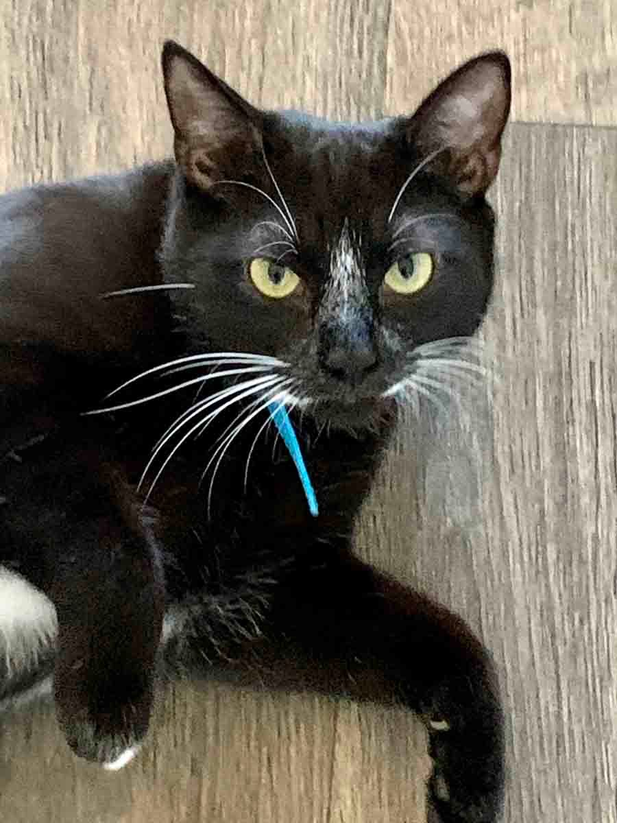 Black and white tuxedo cat lying on wood floor, looking forward with yellow eyes.