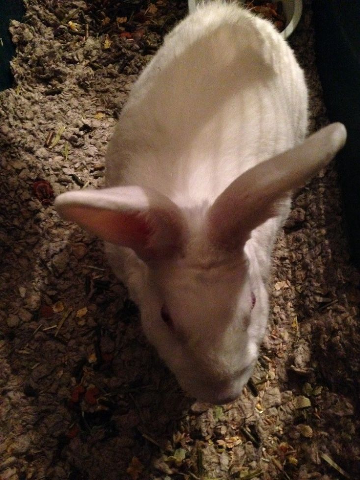 White rabbit with pink-lined ears in a dirt-filled enclosure.