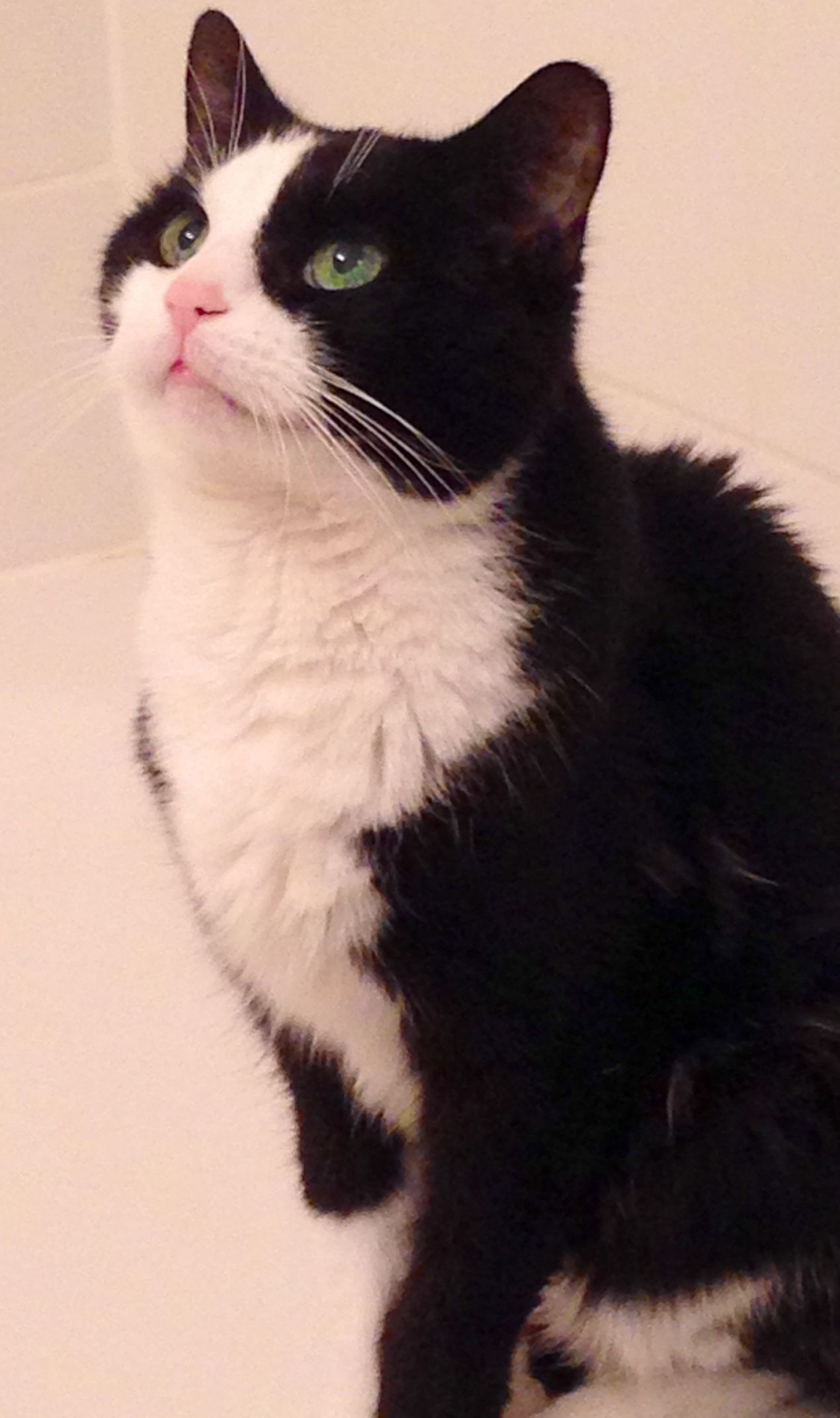 Black and white cat with green eyes looking upwards. Sitting indoors, against a neutral background.