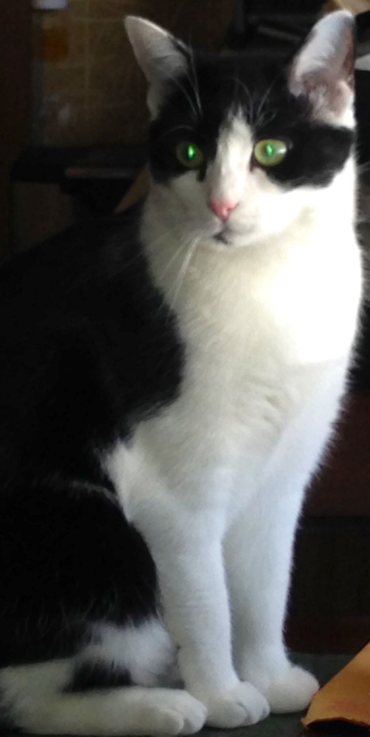 Black and white cat with green eyes sitting upright.